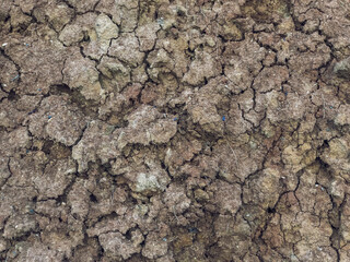 Cracked earth, a vertical slice of earth on a cliff interspersed with stones and small roots