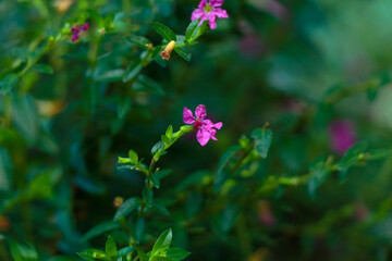 Tiny pink color flower of a bush or hedging plant in the home garden