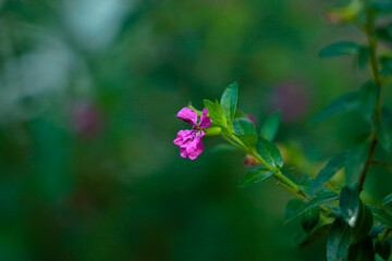 Tiny pink color flower of a bush or hedging plant in the home garden