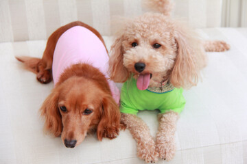 ミニチュアダックスとトイプードル