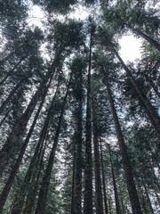 trees in the forest