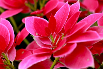 Red color leaves of poinsettia or Euphorbia pulcherrima plants