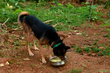 Cute pet dog eating its food at home