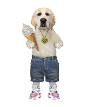 A Dog In Shorts On Roller Skates Eats A Cone Of Ice Cream Cone. White Background. Isolated.