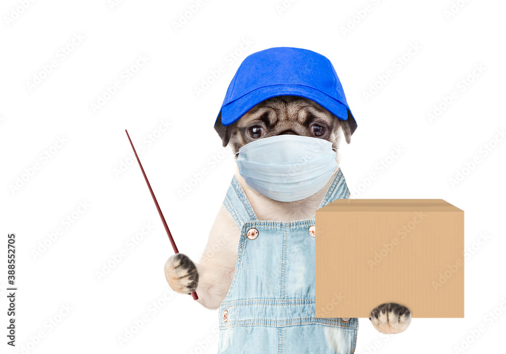 Poster pug puppy wearing medical protective mask, blue cap and overalls holds big box and points away on em