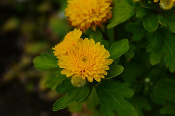 Yellow chrysanthemums daisy flower background pattern bloom.