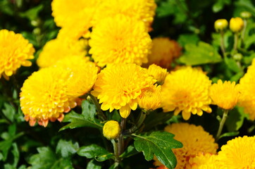 Yellow chrysanthemums daisy flower background pattern bloom.