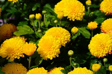 Yellow chrysanthemums daisy flower background pattern bloom.