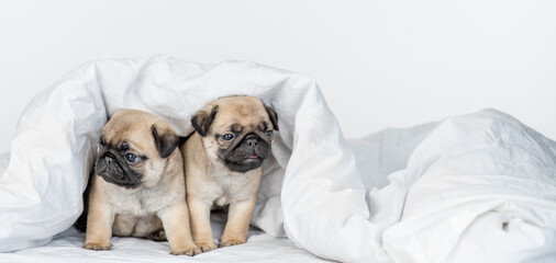 Two Pug puppies is sitting under warm blanket on the bed at home. Empty space for text