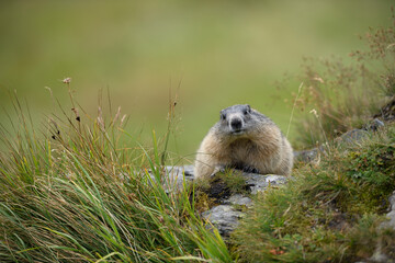 Marmot lays on stone in flowering meadow