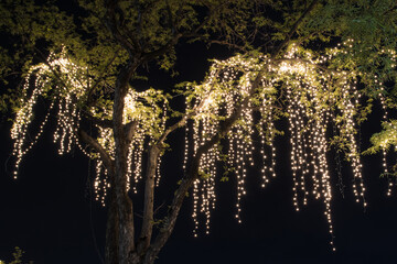 Decorative outdoor string lights hanging on tree in the garden at night time 