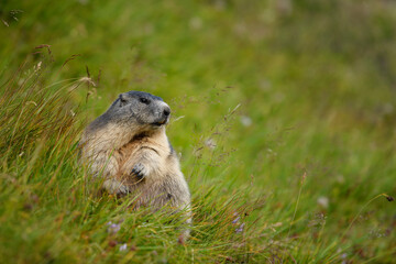 Naklejka na ściany i meble Marmot sits in autumn flowering meadow