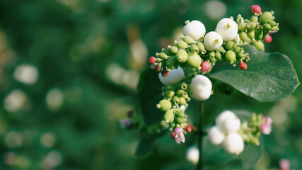 Blooming flower at downtown in Kyiv