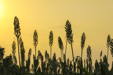 Sorghum crop farm in india
