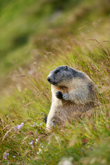 Marmot sits in autumn flowering meadow