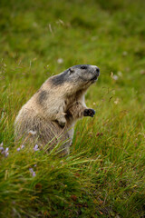 Naklejka na ściany i meble Marmot stays in autumn flowering meadow