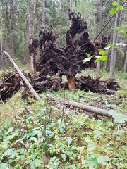 stump in the forest