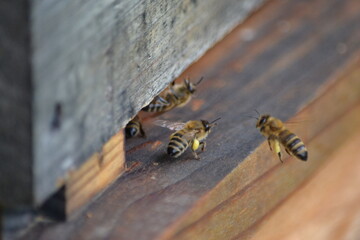 Abeilles devant l'entrée de la ruche, abeilles récoltant du pollen