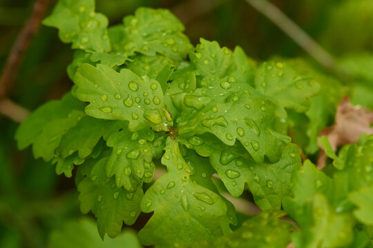Eichenlaub im Fr&uuml;hjahr im Regen