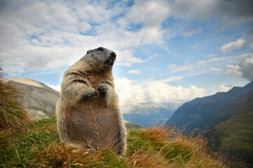 Marmot stays in autumn flowering meadow landscape
