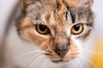 Close-up of a calico rescue cat in a no-kill animal shelter