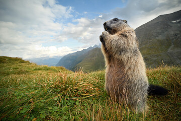 Marmot stays in autumn flowering meadow landscape
