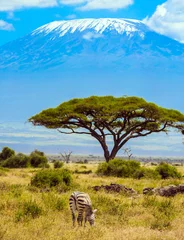 Photo sur Plexiglas Kilimandjaro Lone zebra grazes in the savanna