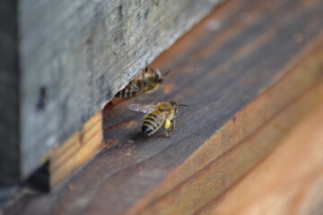 Abeilles devant l'entrée de la ruche, abeilles récoltant du pollen