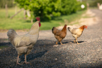 Gallinas y gallos juntos a la par