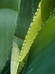 Agave Plant
