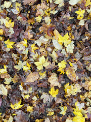 Herbstblätter