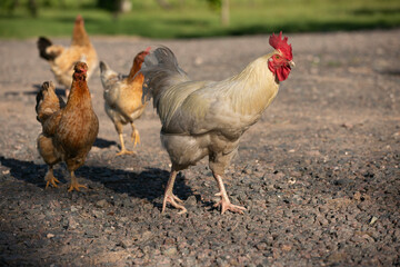 Gallinas y gallos juntos a la par