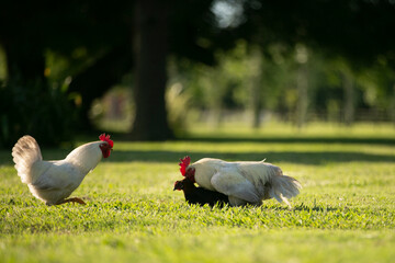 Gallinas y gallos juntos a la par