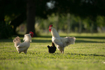 Gallinas y gallos juntos a la par