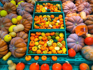 Obraz na płótnie Canvas pumpkin varieties for halloween. ready for fun and adornment