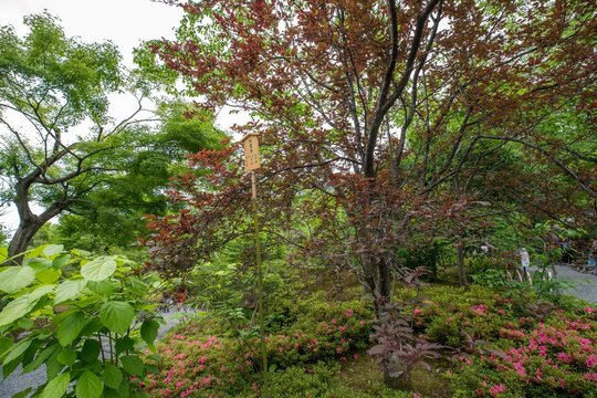 Traditional Japanese garden and Japanese rock garden in Tenryū-ji Temple