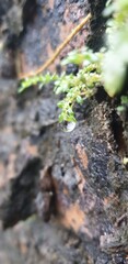 moss on stone