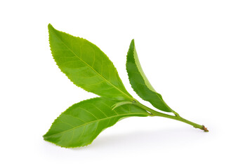 Green tea leaf isolated on white background