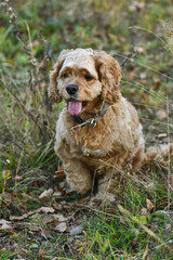 Dog Cocker Spaniel in the Woods