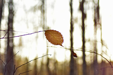beautiful autumn forest at sunset