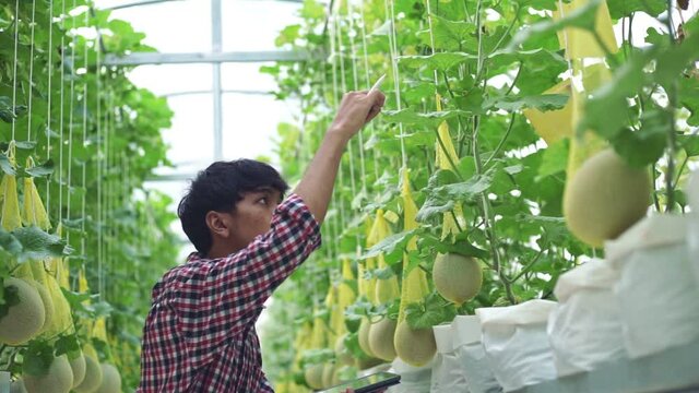 The farmer is checking the quality of the melon at the melon farm in a plastic house	
