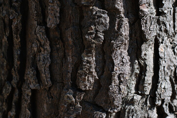 Trunk of a pine tree close up, perfect for backgrounds