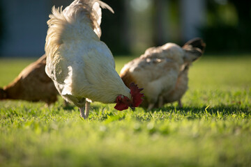 Gallinas y gallos juntos a la par