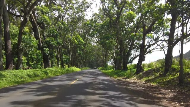 4K driving forward tracking motion through the tree tunnel which is a canopy of Eucalytus trees which line highway 520 on Kauai's south shore,Kauai,hawaii,USA