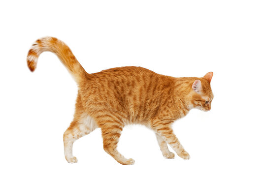 Walking red cat looking in front of him. Isolated on white.