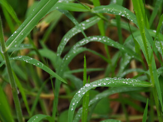 Fototapeta na wymiar dew on the grass. close-up raindrops on the grass after the rain. morning time after rain. morning meadow.