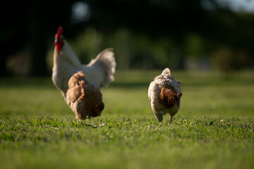 Gallinas y gallos juntos a la par
