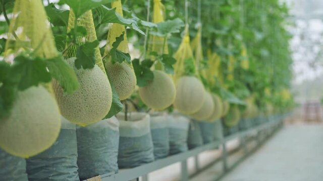 Fresh melon on tree in a plastic house farm supported by string melon nets	
