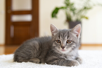 A small gray striped kitten lay on a white mat in a cozy house. In the background is the interior of the apartment. Selective sharpness. Focus on the eyes