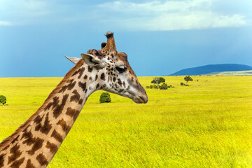 Portrait of a sad giraffe